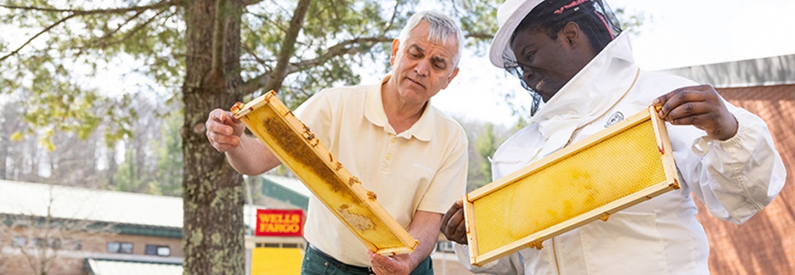 People work with bee hives