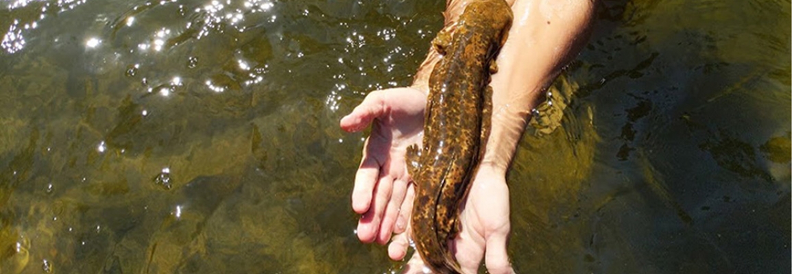 Student holds a hellbender salamander